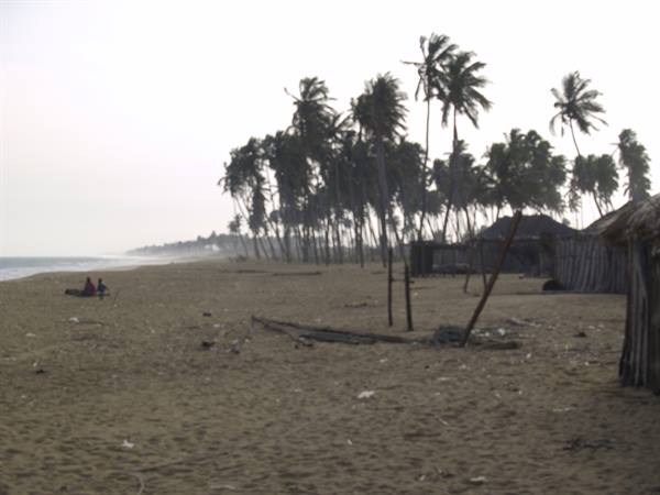 Sandy beach with wind-bent palm trees and wooden huts by the shore