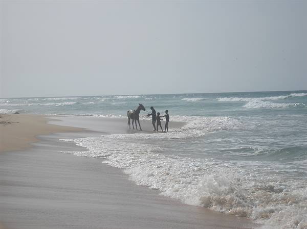 Man with horse and two children by the waves on the beach