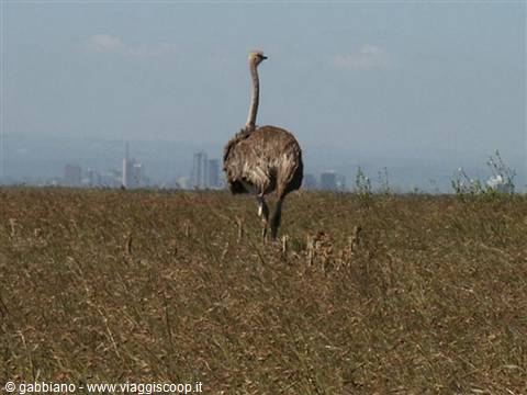 ostrich and nairobi in the distance