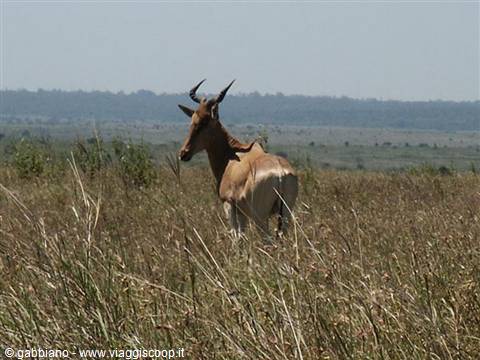 antelope