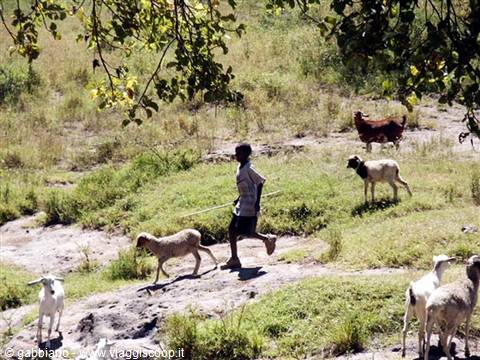 little masai shepherd