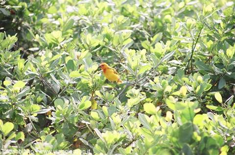 little colorful bird intercontinental garden