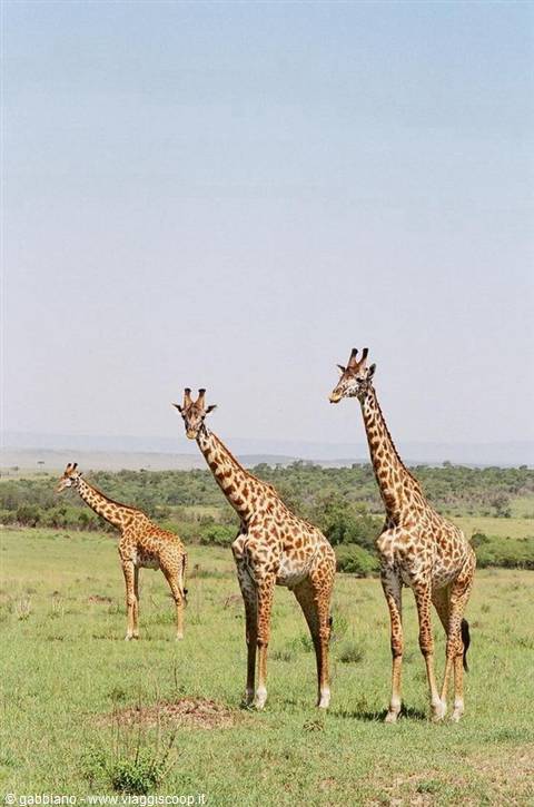 three gazelles national park tsavo