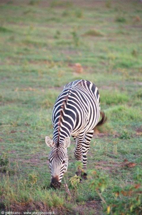 zebras tsavo