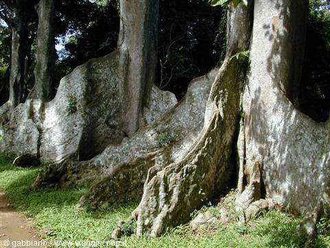 elephant's foot tree botanical garden in kandy