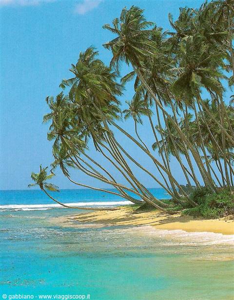 palms at dickwella