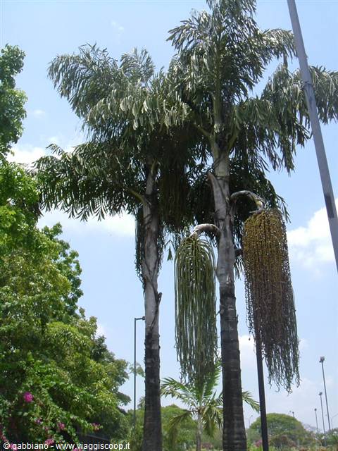 nature