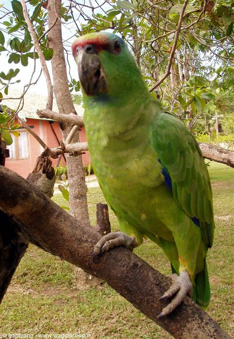 parrot