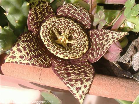 masterpieces in miniature.My mother's green thumb
