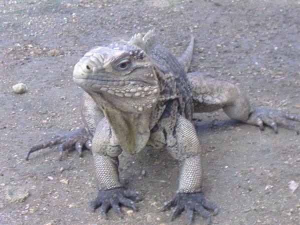 iguana