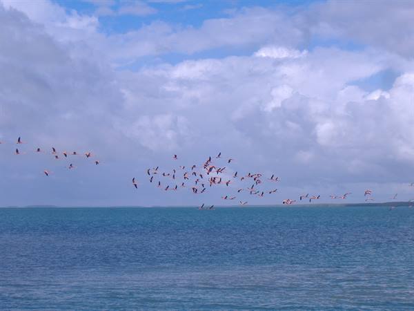 flamingos