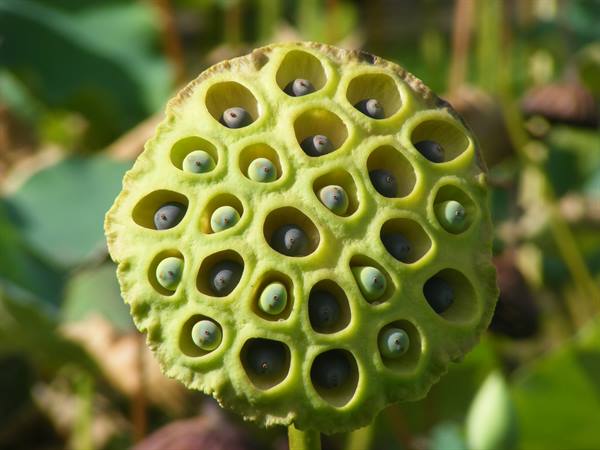 pamplemousses chamal flower
