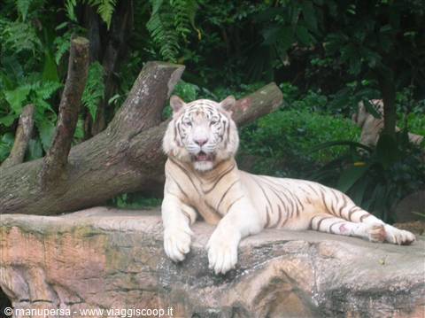 A SPLENDID TIGER IN THE SINGAPORE ZOO