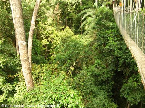THE LONGEST BRIDGES IN THE WORLD IN TAMAN NEGARA