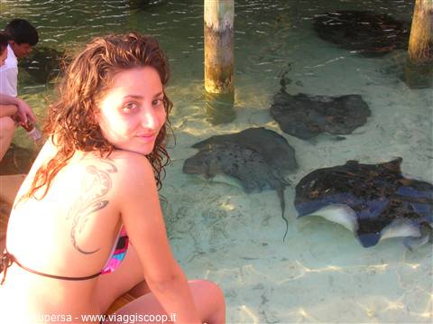 Girl in bikini next to stingrays in shallow clear water over sandy bottom