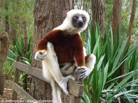 lemur