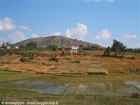 Rice paddies