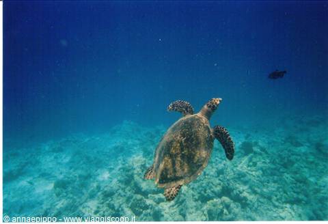 Underwater.....