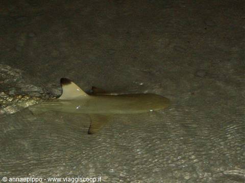 Little shark at the shore
