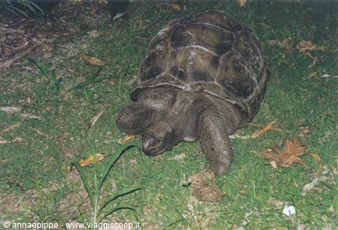 THE HOTEL'S TURTLE