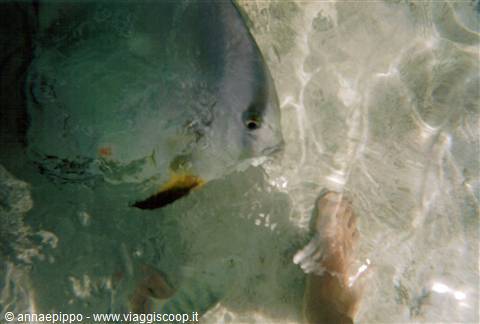 GIANT FISH AT SYSTER ISLAND