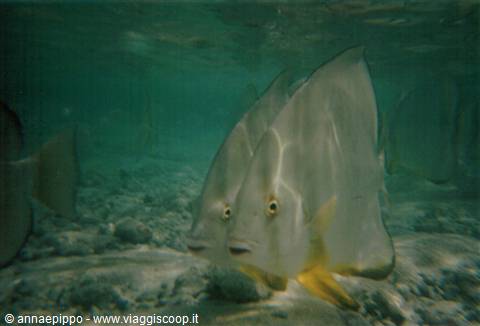 FISH AT SYSTER ISLAND