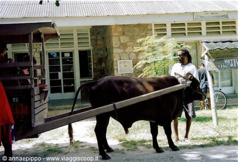 LA DIGUE THE CLASSIC VEHICLE: OX-DRAWN CART