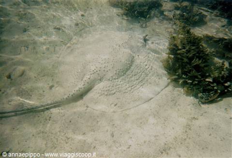 RAY AT PRASLIN