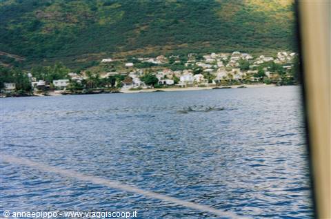DOLPHINS ON THE BLUE SAFARI