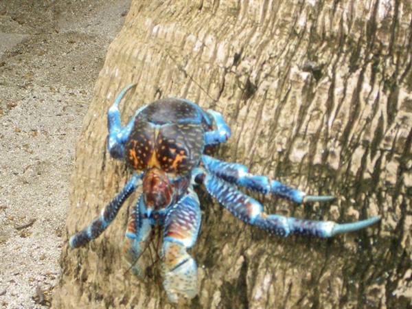 COCONUT CRAB