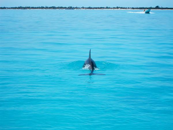 Dolphin in the Sian Ka'An reserve