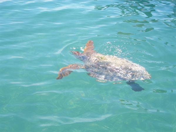Turtle in the Sian Ka'An reserve