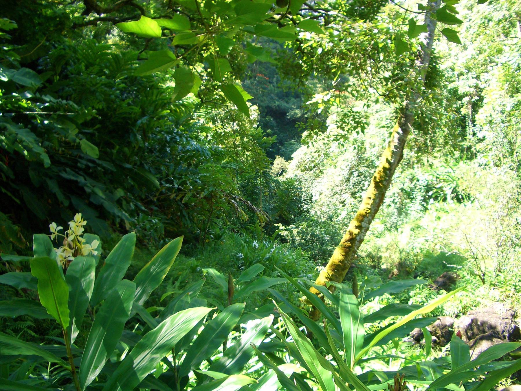 HANA ROAD