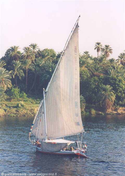 White-sailed felucca on the Nile, palm trees lining the green bank