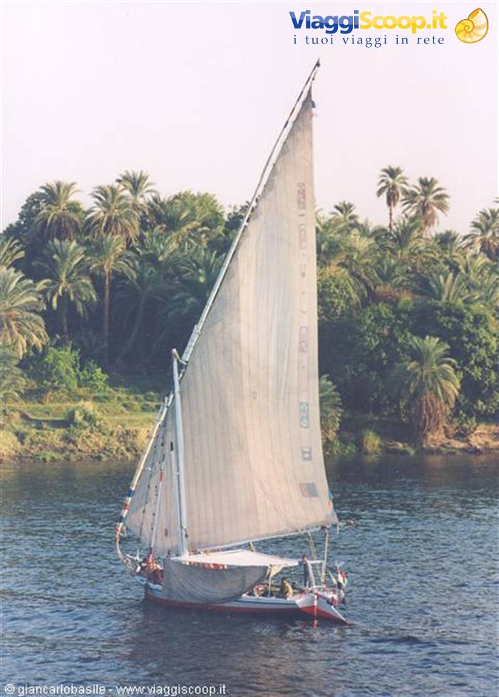 White-sailed felucca on the Nile, palm trees lining the green bank