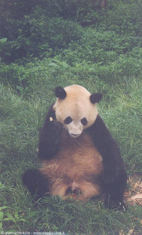 Giant panda sitting on green grass, eating bamboo