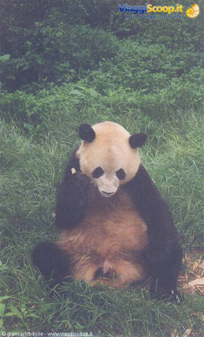 Giant panda sitting on green grass, eating bamboo