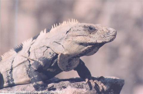 Gray iguana perched on a rock in natural sunlight