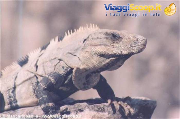 Gray iguana perched on a rock in natural sunlight
