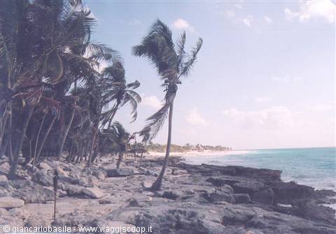 Bent palm trees over the sea and rocky shore under blue sky