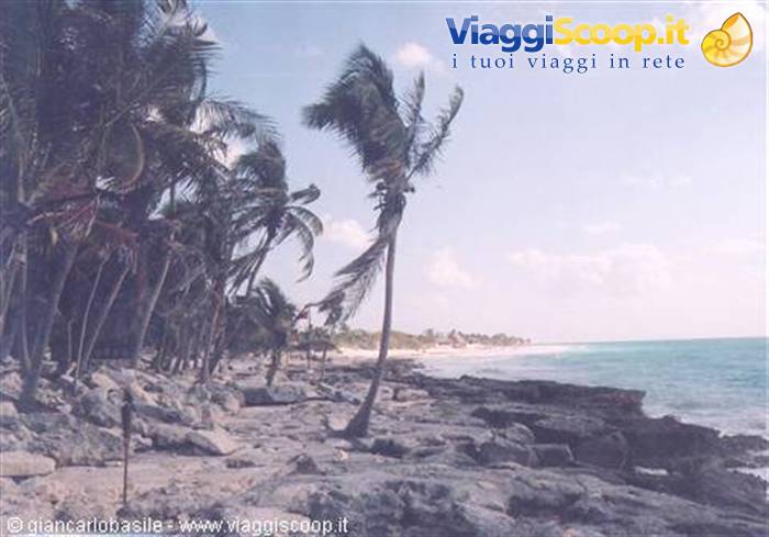 Bent palm trees over the sea and rocky shore under blue sky