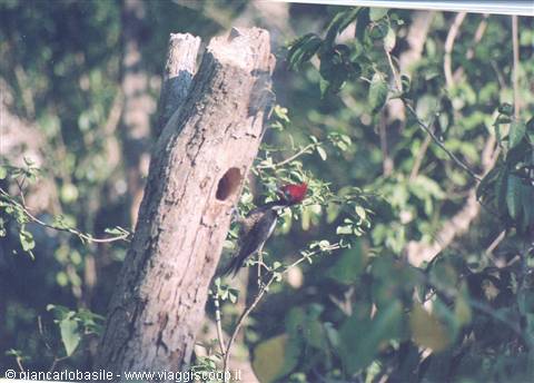 Red-crested woodpecker on dry tree trunk with hole among sunlit green branches