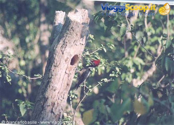Red-crested woodpecker on dry tree trunk with hole among sunlit green branches