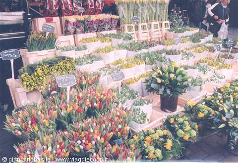 Colorful tulip stalls at the flower market, price signs