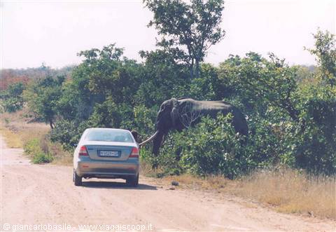 Elephant among bushes beside a car on dirt road, Kruger