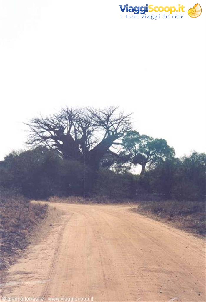 Red dirt road through dry bushes and a large baobab tree