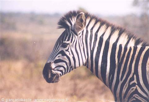 Zebra in profile with upright mane, soft dry savanna behind