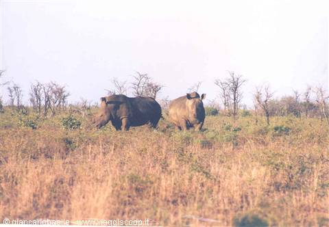 Two rhinos walk through dry grass and bare trees in the savanna