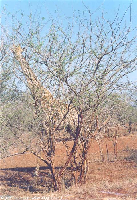 Giraffe browsing among thorny acacia trees, red soil and blue sky