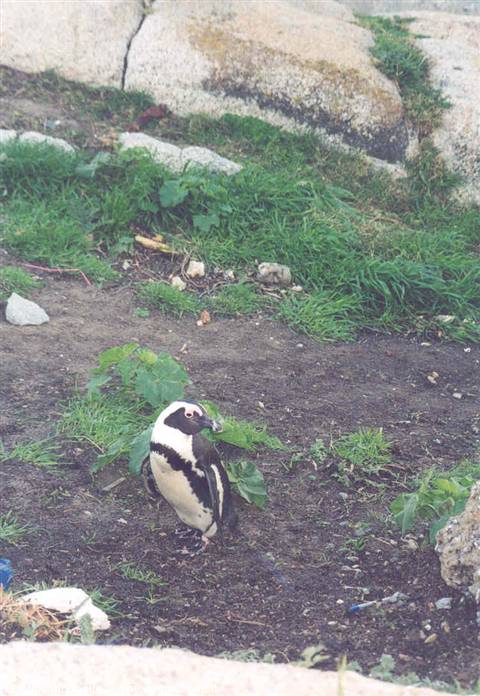 African penguin standing on grass among rocks at Boulders Beach
